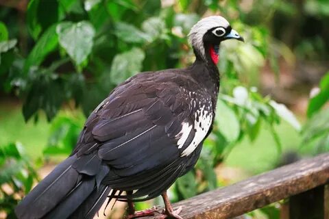 Ada aves