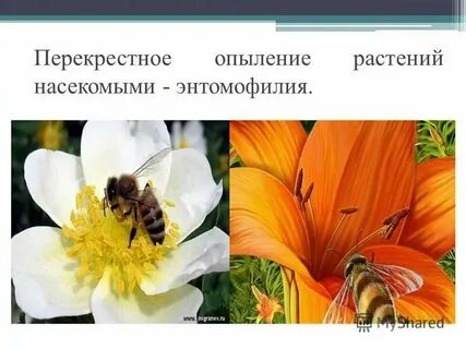 Опыление елей
