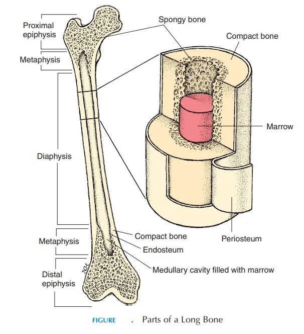 Long bone. Long Bone анатомия. Periosteum & endosteum. Periosteum of Bone. Строение длинных костей periosteum.