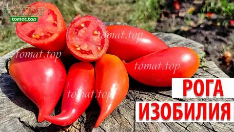 Томат рог