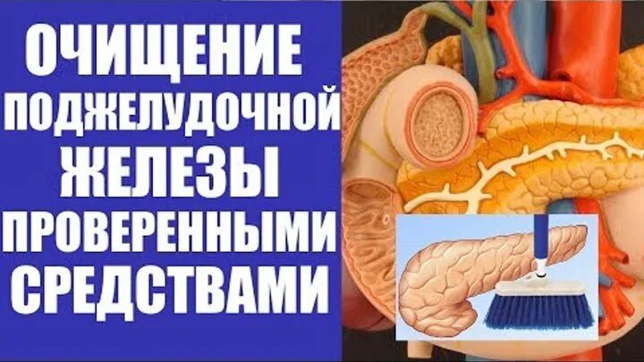 Как почистить поджелудочную. Очищаем поджелудочную железу. очищение поджелудочной железы. чистка поджелудочной в домашних. чистка поджелудочной железы.