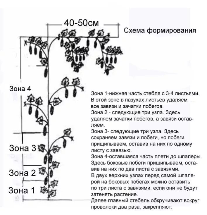 Надо ли у огурцов. Схема формировки огурцов в теплице. Пасынкование огурцов в теплице. Схема пасынкования огурцов в теплице. Формировка огурца в теплице схема.