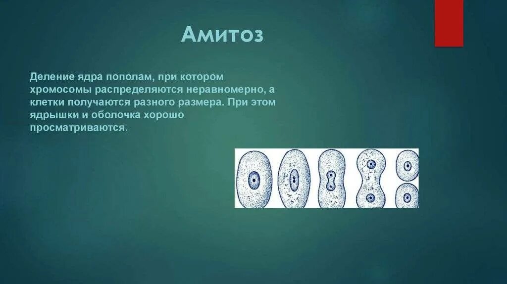 Деление клетки амитоз. Этапы амитотического деления клетки. митоз и амитоз. деление клетки амитоз схема. митоз 10 класс.