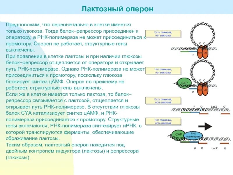 Лактозный оперон белок. Лактозный оперон репрессор. . Роль регуляторных белков в регуляции генной активности. Белок репрессор в лактозном опероне.