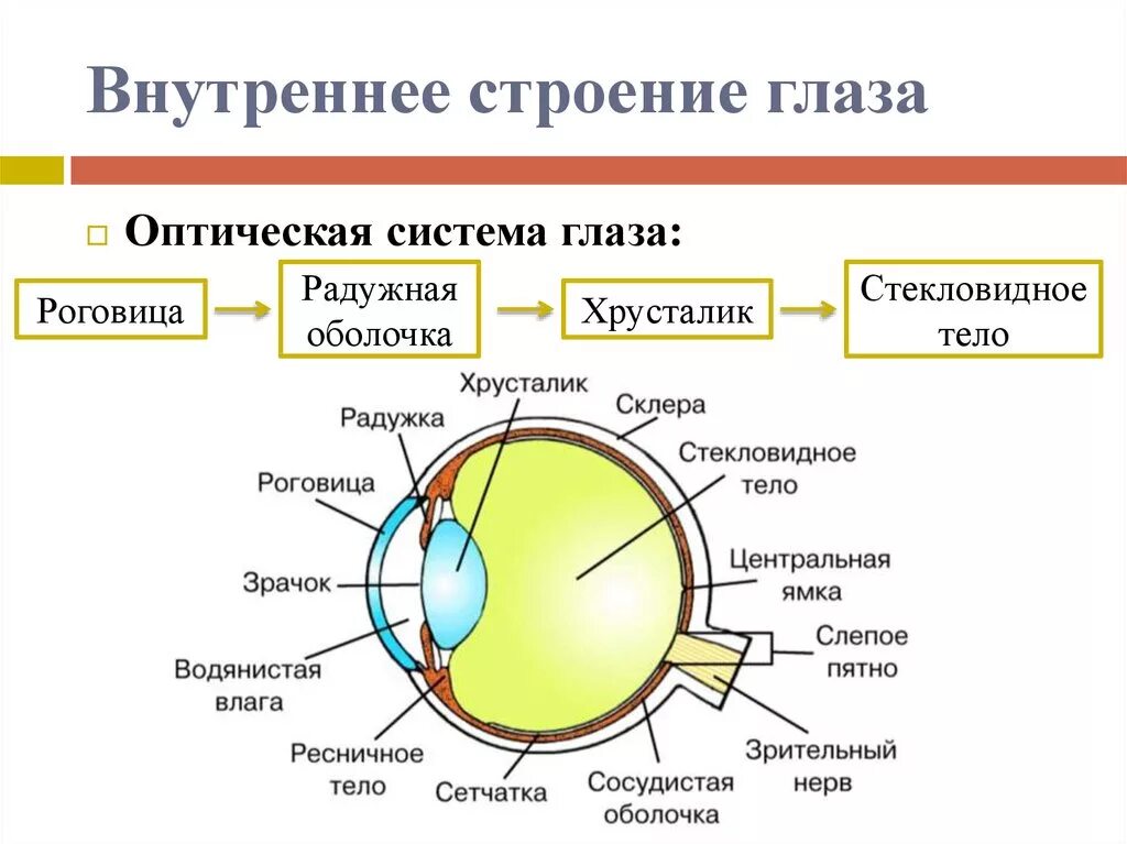 Строение глаза задание