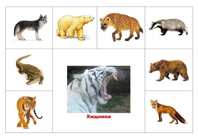 Обобщение дикие животные для детей. Малыши. Обобщать животные. Обобщать животные. Дикие животные для дошкольников.
