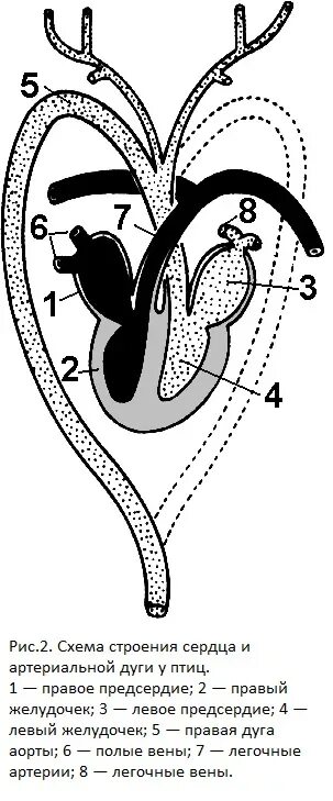 Сердце рептилий состоит. Схема строения кровеносной системы пресмыкающихся. Круги кровообращения птиц схема. Схема строения сердца птиц. Схема кровеносной системы птицы схема.