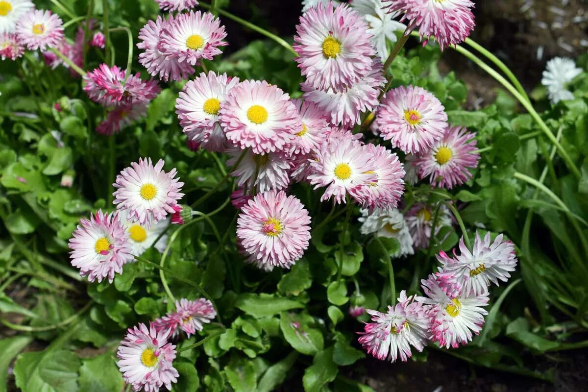 Маргаритка многолетняя выращивание. Маргаритка Bellis perennis. Маргаритка хризантемовидная. Маргаритка махровая Монтероза. Маргаритка многолетняя.