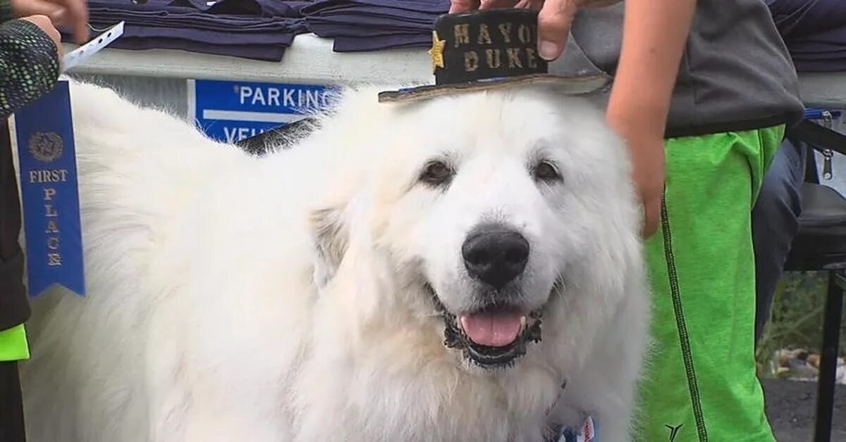 Герцог дюк порода собаки. Собаки мэры. Собаки мэры. Собака мэр города. Собаки мэры.