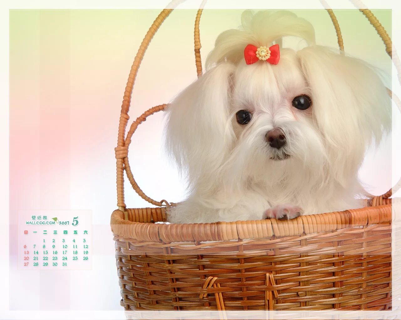 открытки с добрым утром с собачками. доброе утро!. открытки с добрым утром с собачками. открытки с добрым утром с собаками прикольные. открытки с добрым утром красивые.