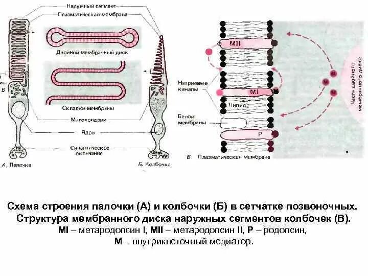 Ультрамикроскопическое строение палочек и колбочек. Сегменты палочек и колбочек. Строение палочек и колбочек. Строение глаза колбочки и палочки. Сетчатка родопсин палочка