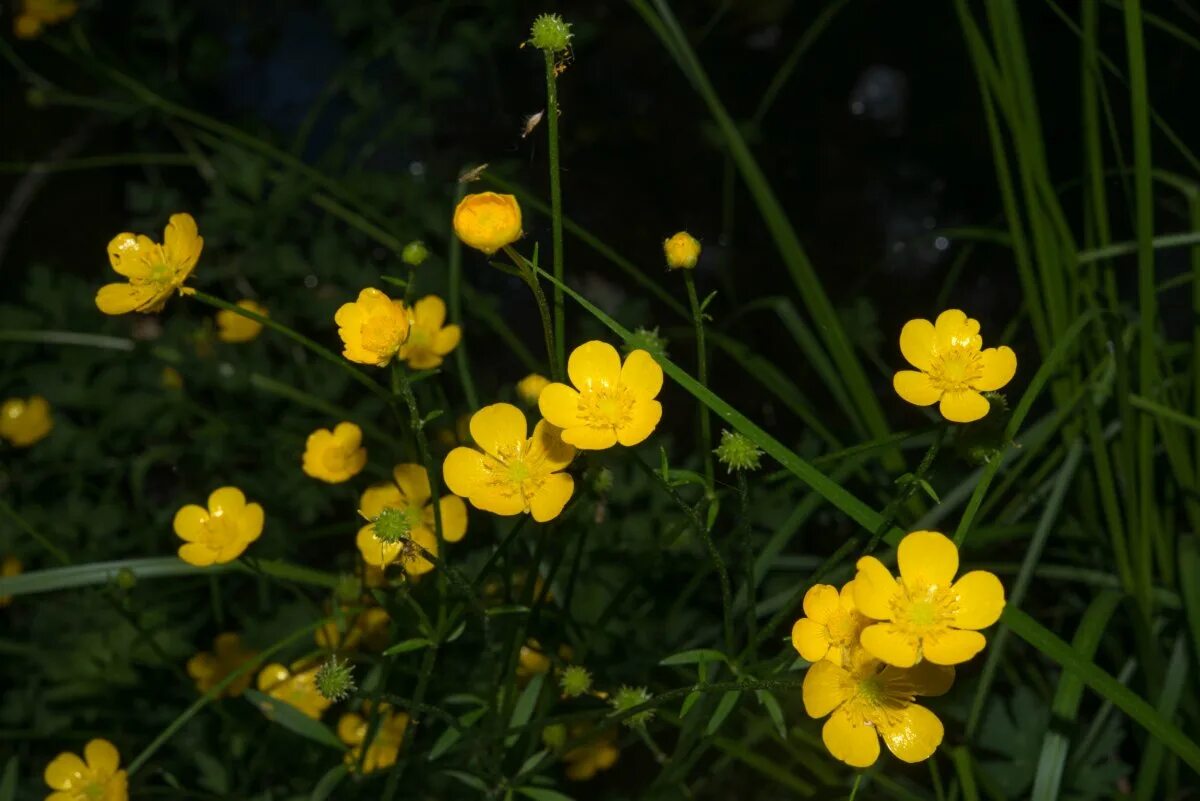 Лютик. Ranunculus acris лютик едкий. лютик многоцветковый. лютик болотный. лютик едкий ranunculus acer.