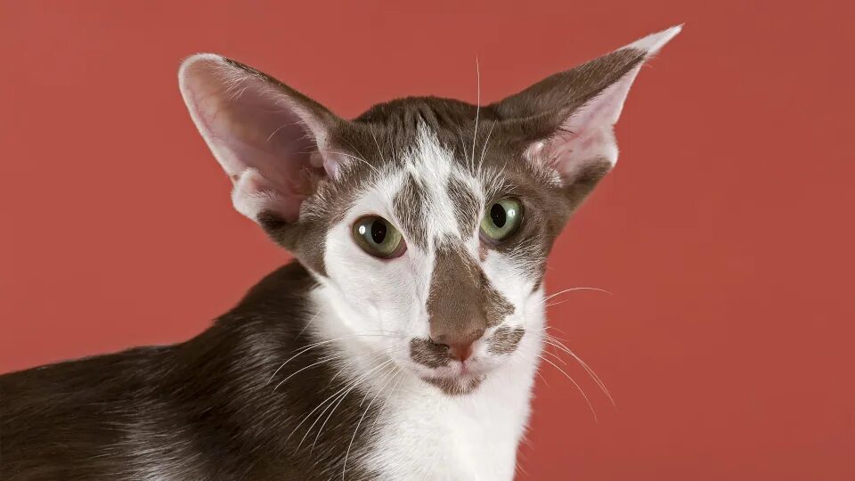 Стандарт породы ориентальной кошки. Порода кошек Ориентал. Ушастый кот порода Ориентал. Ориентальная короткошерстная кошка. Ориентальная кошка (Ориентал).