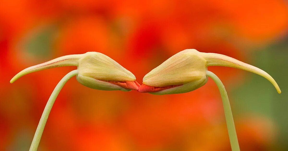 Kiss flowers. Цветочек. Два цветка. Весенний поцелуй цветы. Два цветка переплелись.