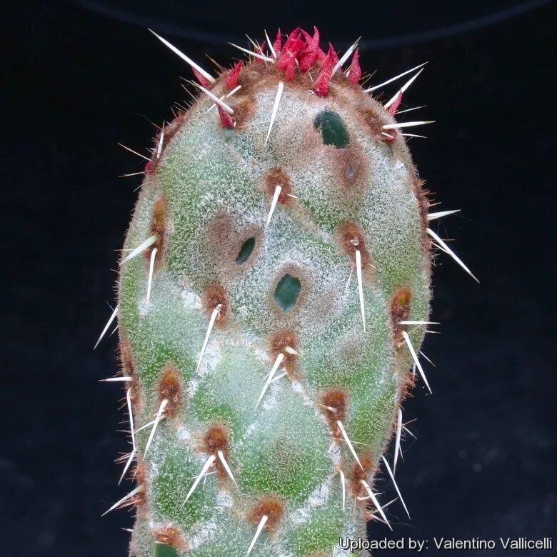 Opuntia reticulata cobra. опунция зебрина. нопалея кошениленосная. опунция кобра. Opuntia cobra - опунция кобра.