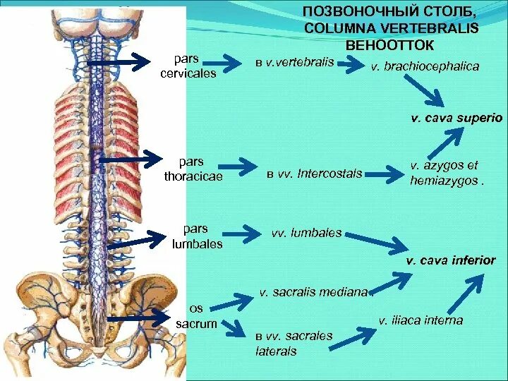 Задние столбы спинного. Колумна вертебралис. Сегменты позвоночника. Строение позвоночного столба. Позвоночный столб анатомия человека.