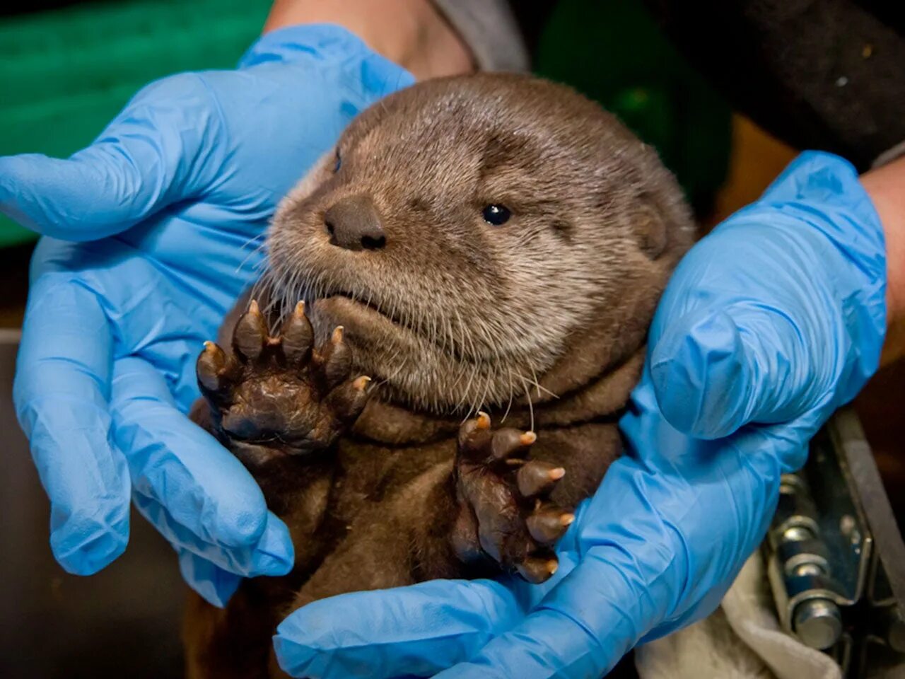 животные которых можно держать дома карточки. безвредные животные для человека. руконожка мадагаскарская или ай-ай. безвредные животные для человека. карликовый гиппопотам.