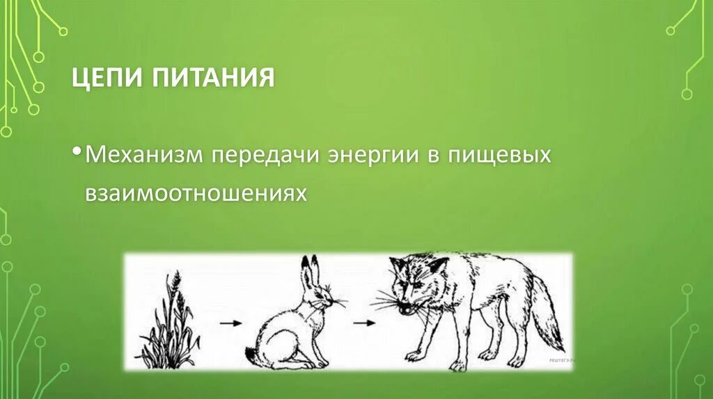 Цепи питания трава кузнечик. Цепи питания. Пищевая цепочка. Зарисовать цепь питания. Макет цепи питания.