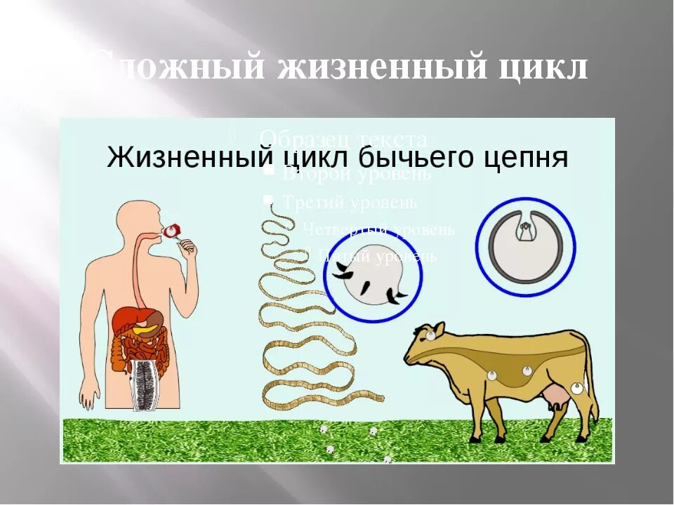 Стадии развития цепня. Стадии жизненного цикла бычьего цепня. Цикл размножения бычьего цепи. Жизненный цикл бычьего цепня биология 7 класс. Цикл развития бычьего цепня схема.