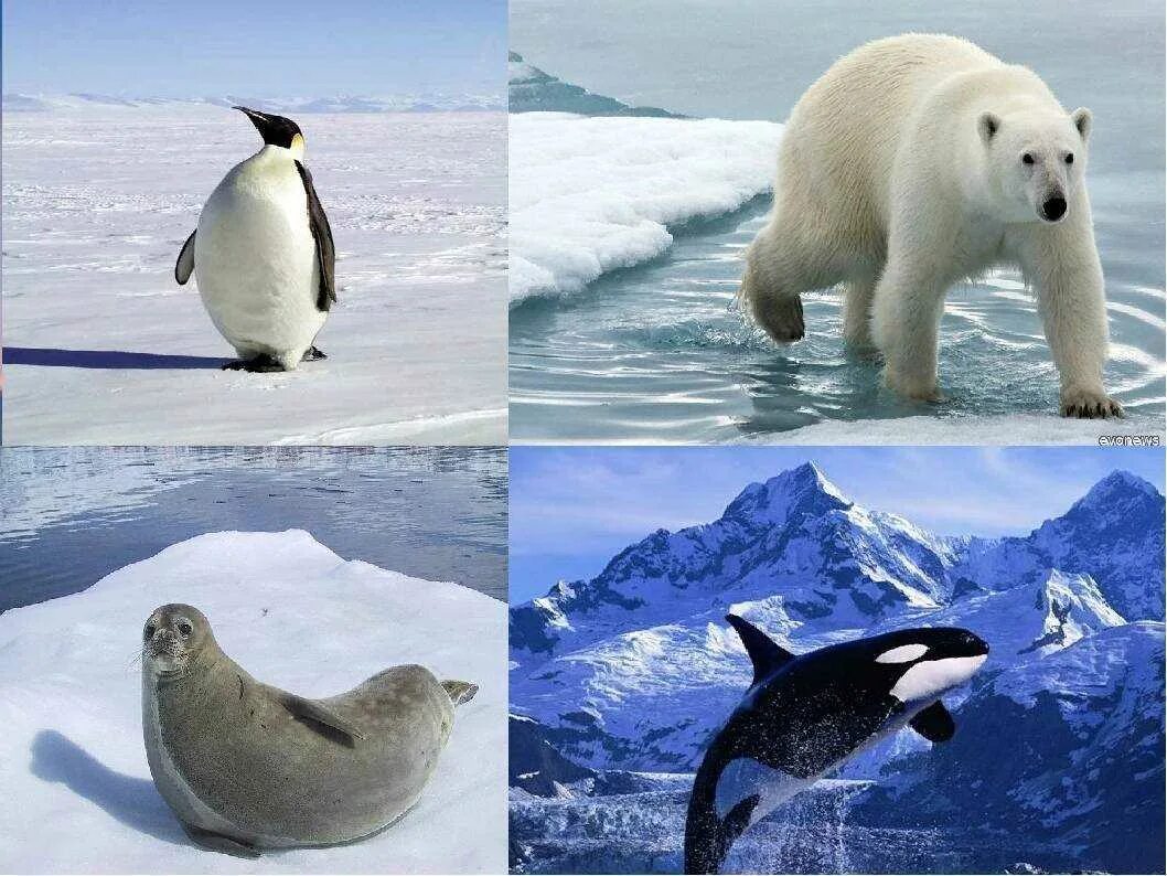 Обитатели полюсов. Животный мир Антарктиды. Животный мир Арктики и Антарктики. Жители Антарктиды. Животные Арктики и Антарктиды.