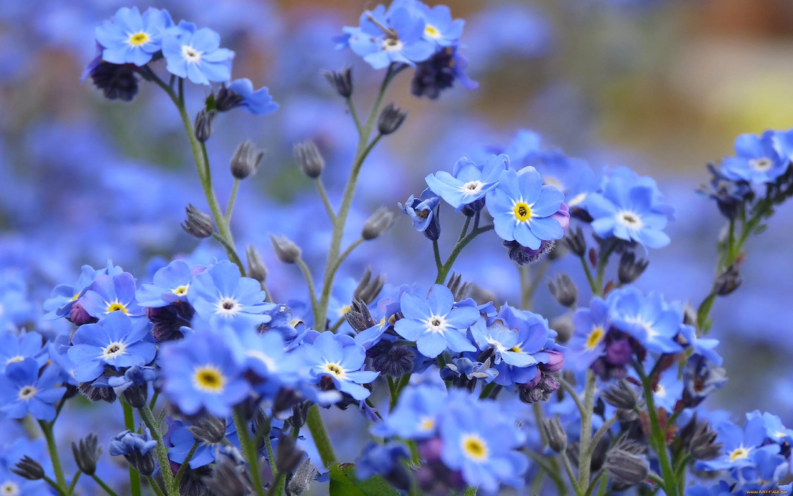 Незабудка Полевая (Myosotis arvensis). Мак Василек Лютик Незабудка. Незабудка Садовая голубая. Незабудка мелкоцветковая (Myosotis micrantha)..