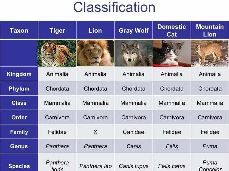 Лев какой род. Систематика кошачьих. Семейство кошачьих классификация. Классификация кошки домашней. Классификация Льва.