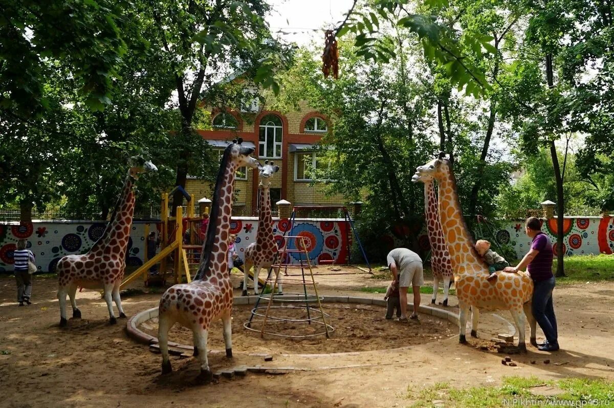 Детский парк аполло. Жираф киров. Парк аполло киров жирафы. Цирк жираф шоу. Жирафы фото.