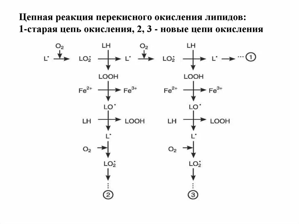 Пол липидов. Реакции перекисного окисления липидов. Схема перекисного окисления липидов биохимия. Схема реакций перекисного окисления липидов. Схема инициации перекисного окисления липидов.