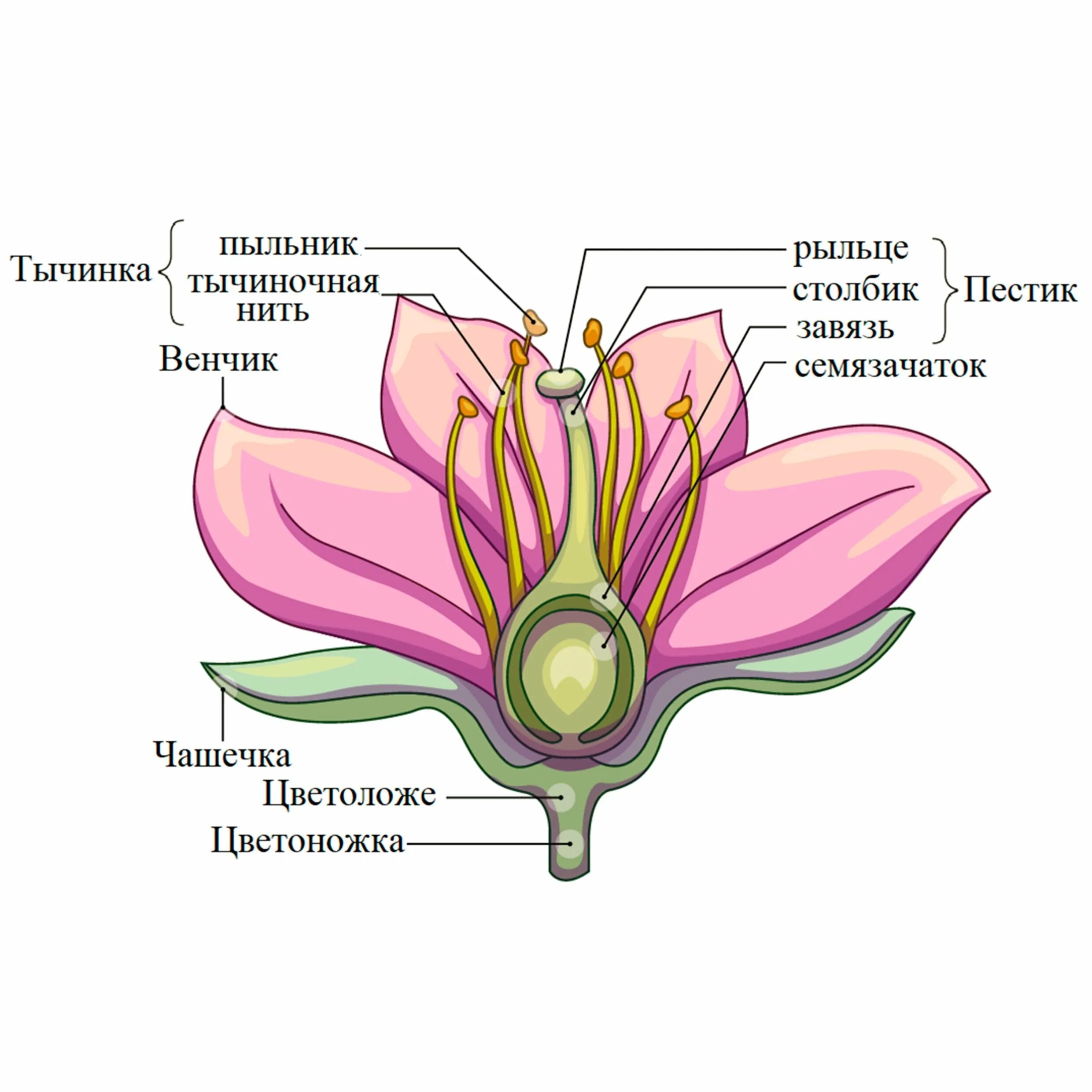 Цветки содержащие пестики и тычинки называются. Строение цветка околоцветник схема. чашелистики пестик тычинки венчик. строение растения тычинка пестик. цветок цветоложе околоцветник.