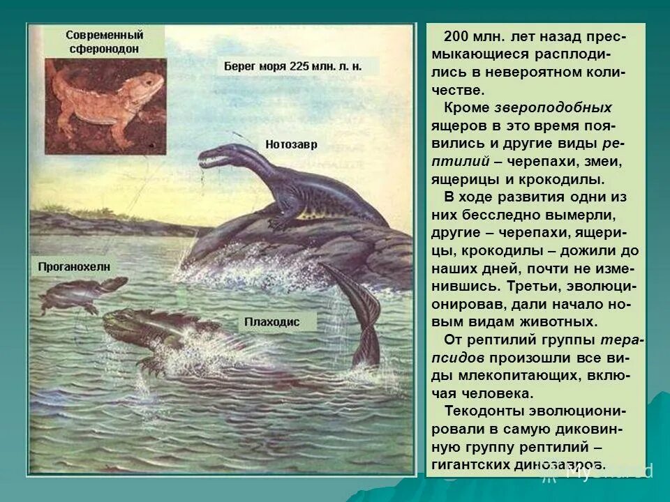 300 млн лет назад какая эра. 200 Млн лет назад. 200 Миллионов лет назад какая Эра. 200 Млн лет назад какая Эра. Звероподобные пресмыкающиеся.