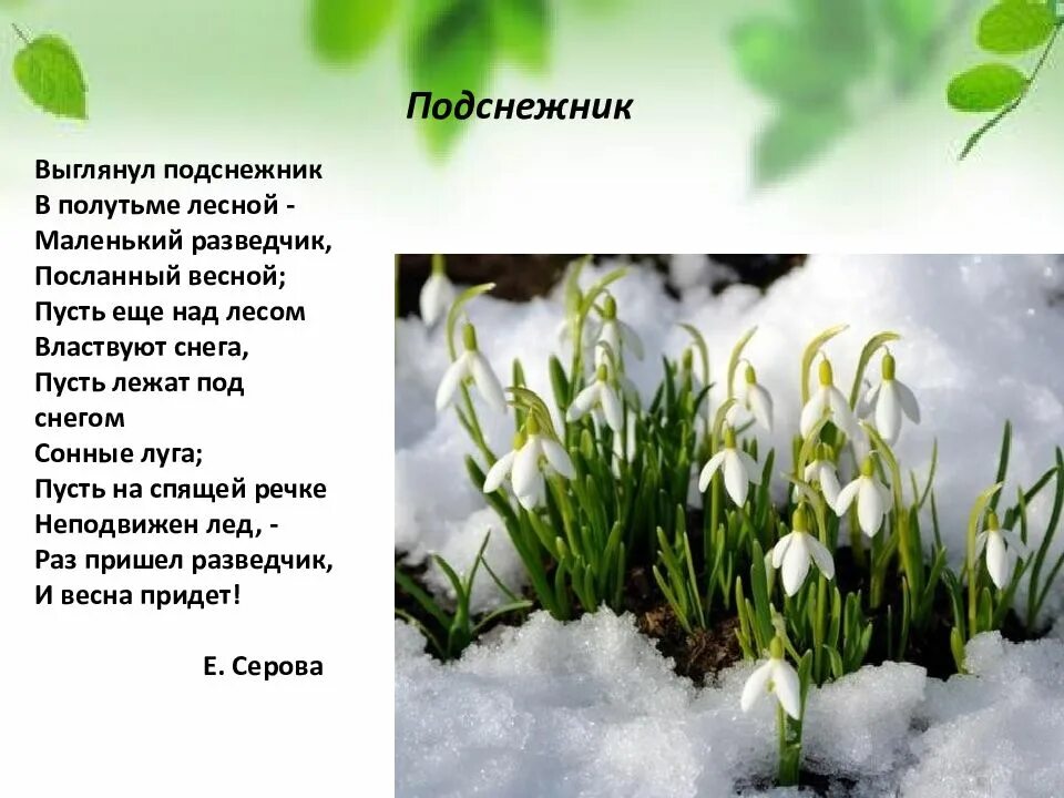 Е Серова Подснежник. Стих про весну. Стих про Подснежник. Стихотворение о весне. 4 четверостишия о весне