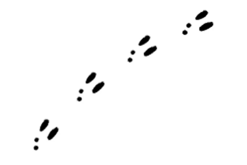 Поверни следы. Следы зайца вектор. кроличьи следы. следы зайца без фона. заячьи следы вектор.