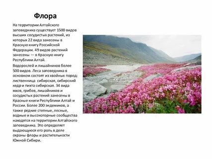 Алтайский заповедник доклад 2 класс