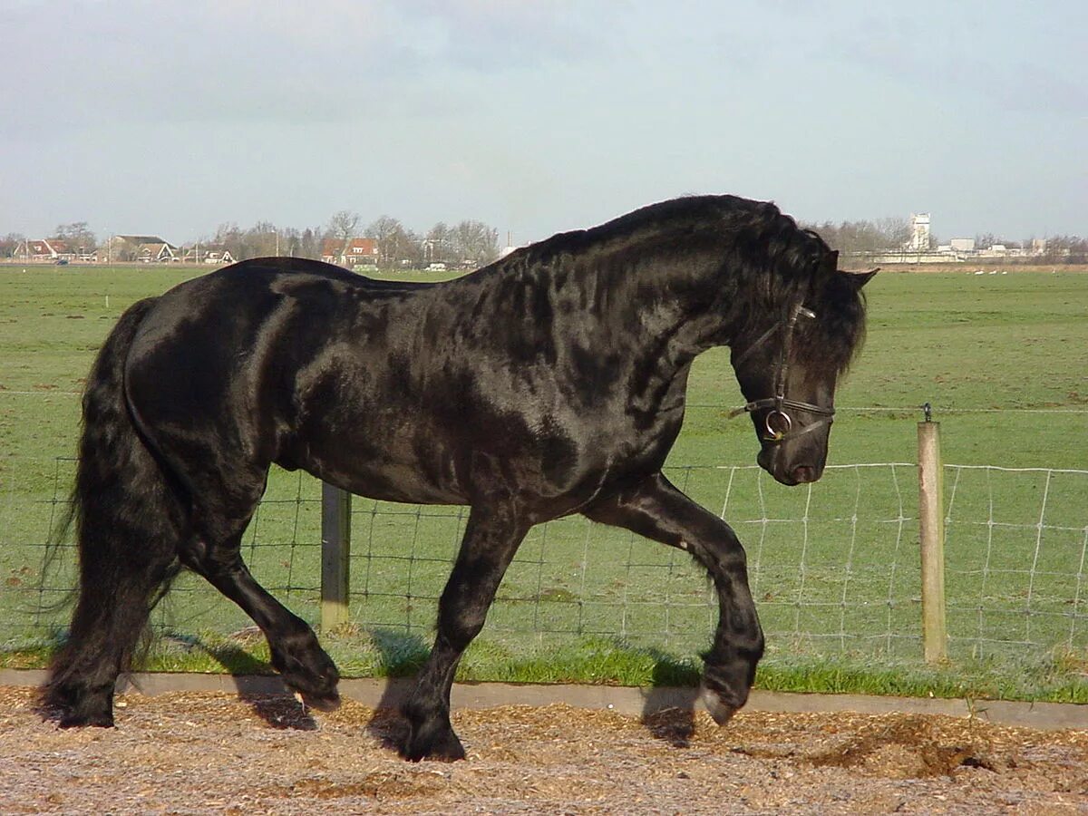 Wiki horses. Дестриэ порода лошадей. Фризская лошадь тяжеловоз. Фризская Вороная. Пегая Фризская лошадь.