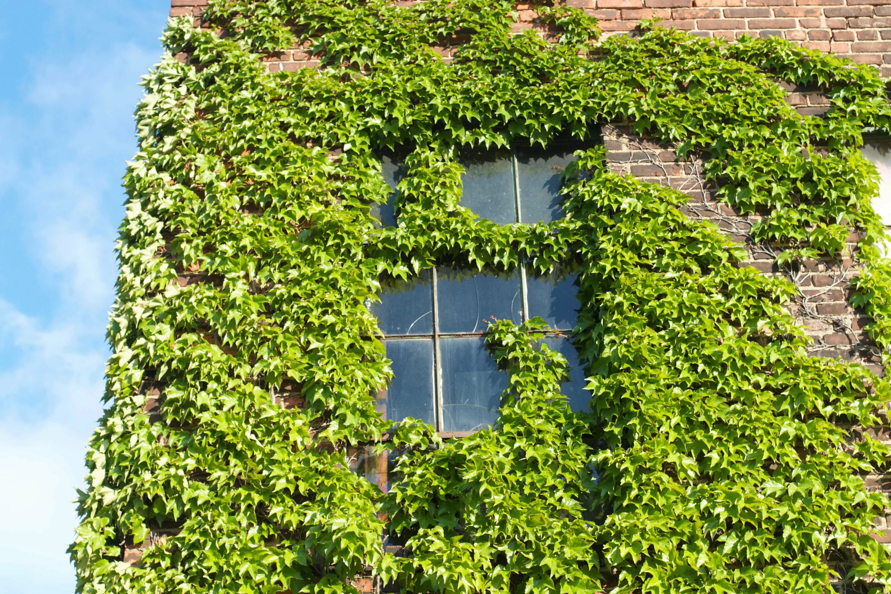 Плющ вечнозеленый (Hedera).. Плющ Гринхарт. Плющ ирландский Хедера Хиберника. Про плющ