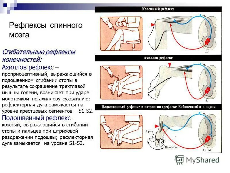 Ахиллов рефлекс моносинаптический. Коленный и Ахиллов рефлексы физиология. Ахиллов рефлекс дуга. Ахиллов рефлекс физиология дуга. Рефлексы замыкаются