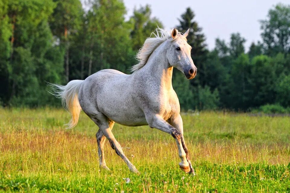 Газ садко next 4х4. Газон некст расход топлива на 100 км дизель. Садко некст 4х4. Уаз 69 и газ 69. Газ некст грузовик.