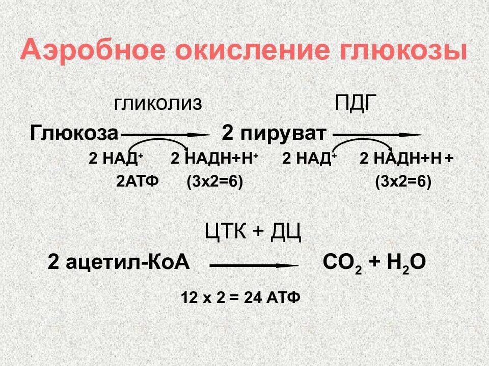 Анаэробное окисление атф. Регуляция аэробного дихотомического окисления Глюкозы. Реакции окисления Глюкозы о2. Аэробный катаболизм Глюкозы до со2 и н2о невозможен. Аэробный гликолиз схема реакций.