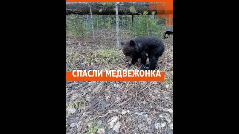 Потерялся медведь. Кристиан жолибуа мамин поцелуй. Мишка и пропавшая храбрость. Потерянный медведь. Медведь на урале.