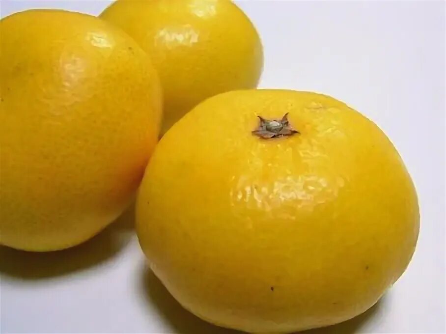 Фрукт желтый похож. Желтый фрукт похожий на апельсин. желтый круглый фрукт большой. фрукт похожий на большой мандарин. фрукт похожий на апельсин но внутри желтый.