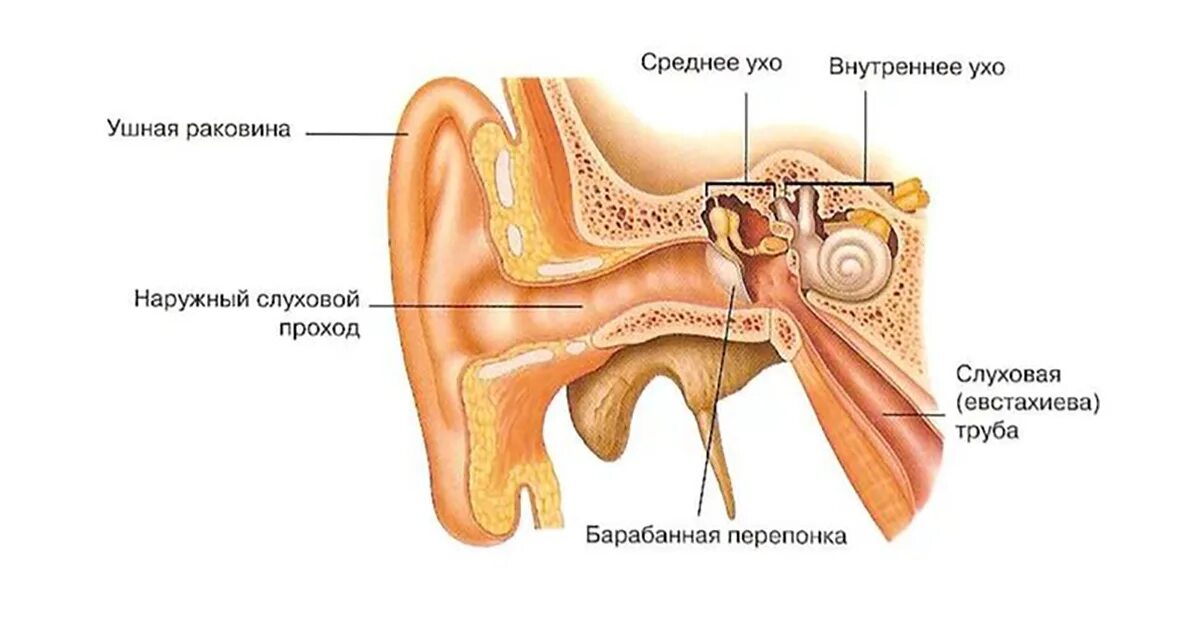 Назовите орган слуха. Строение периферического отдела слухового анализатора. Слуховой анализатор и орган слуха анатомия. Строение органа слуха человека. Слуховой анализатор строение уха.