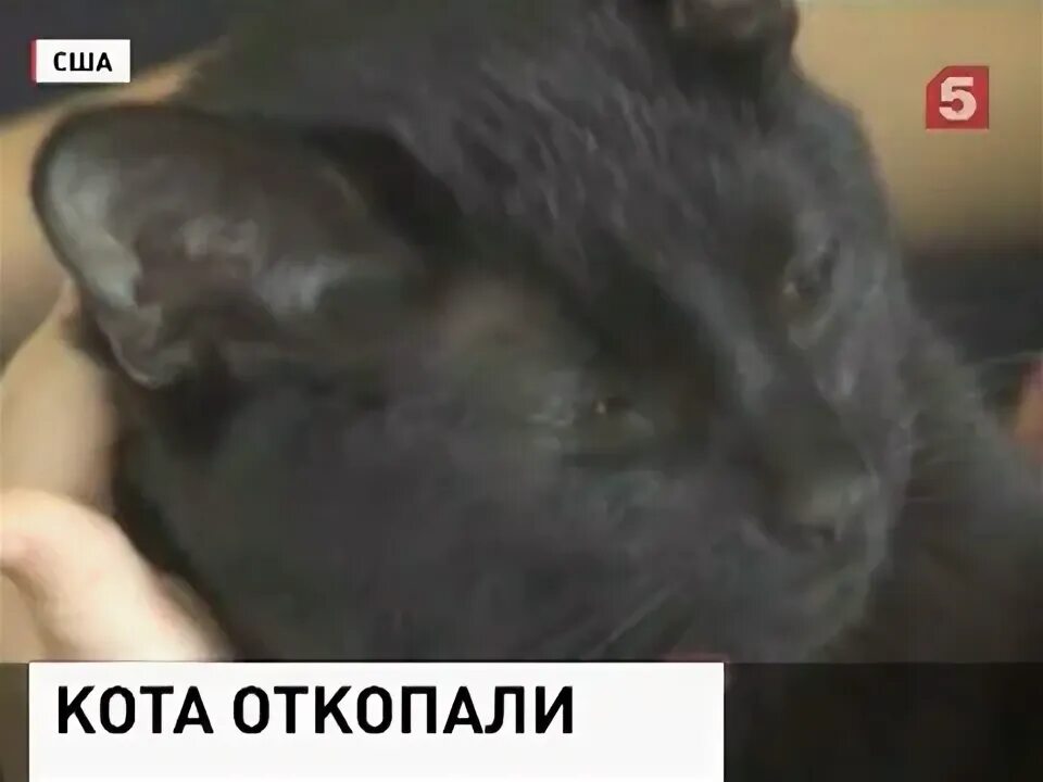 Смерть кота что делать