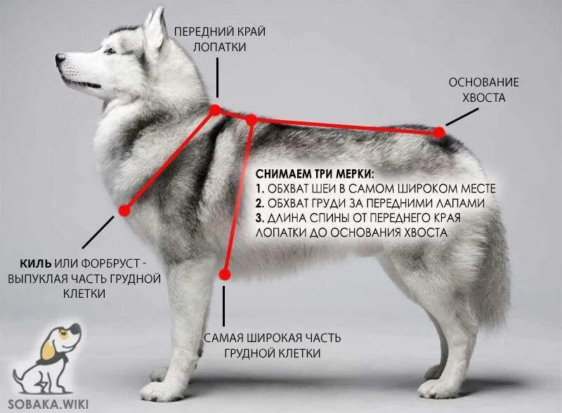 Как правильно подобрать собаку. Как измерить размер шлейки для собаки. Как измерить параметры собаки для шлейки. Мерки для ездовой шлейки. Шлейка ездовая для хаски схема.