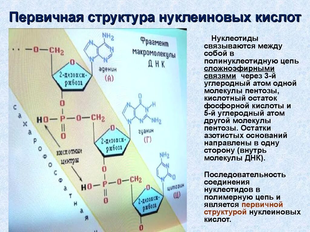 Нуклеиновые кислоты выделяют