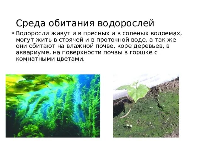 Почему водоросли растут в воде