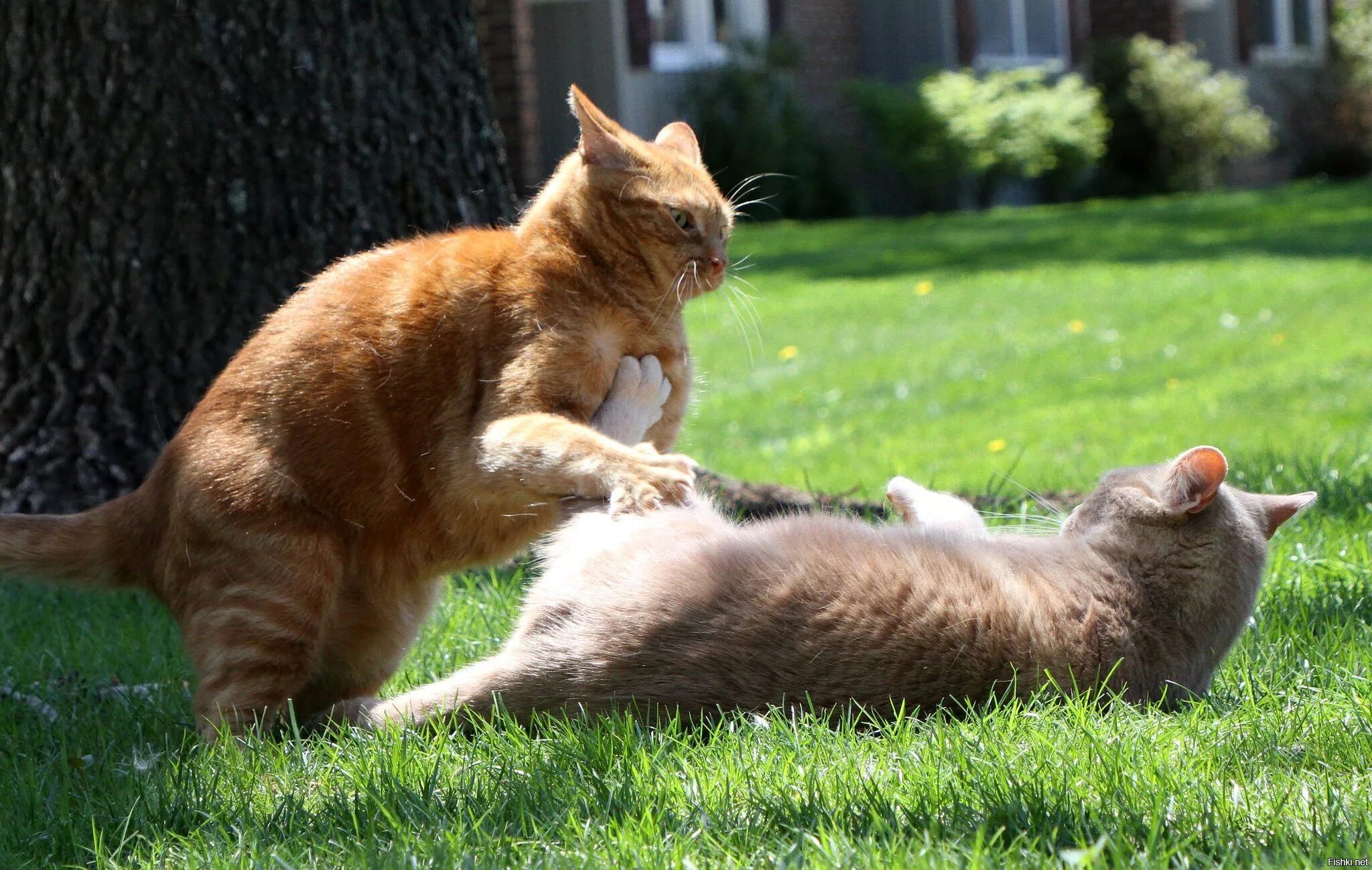 Кошки как справиться. Коты дерутся. Драка котов. Рыжие коты дерутся. Котята дерутся.