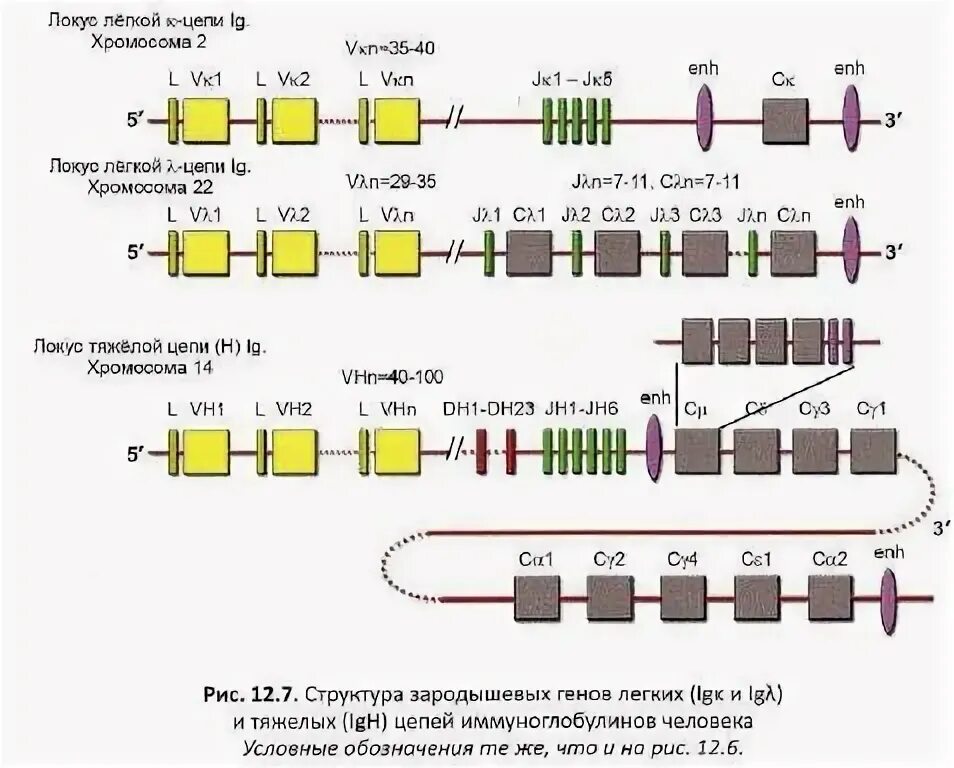 Геном и легкие. Геном и легкие. Структура генов иммуноглобулинов. Реаранжировка генов bcr. Ген 300.