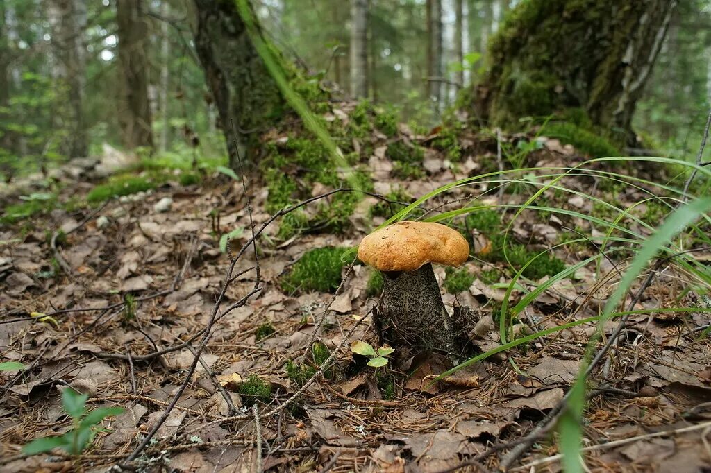 Где в каком лесу растут грибы