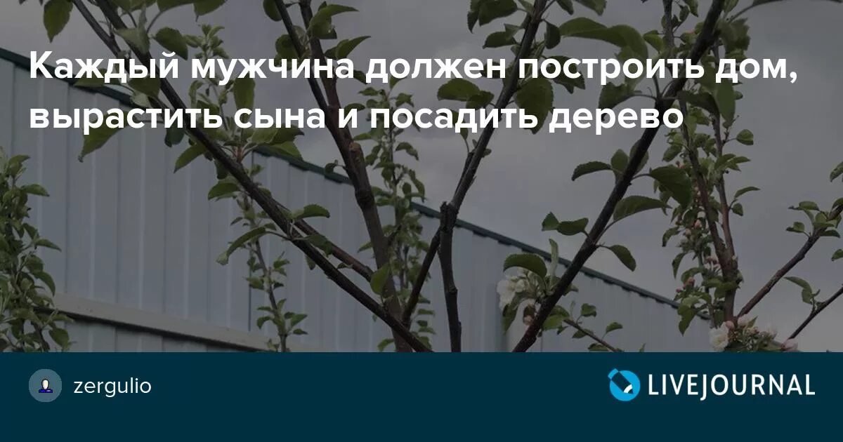 Мужчина должен посадить дерево построить дом. Вырастить сына посадить дерево построить. Надо воспитать сына вырастить дерево. Каждый должен вырастить дерево.