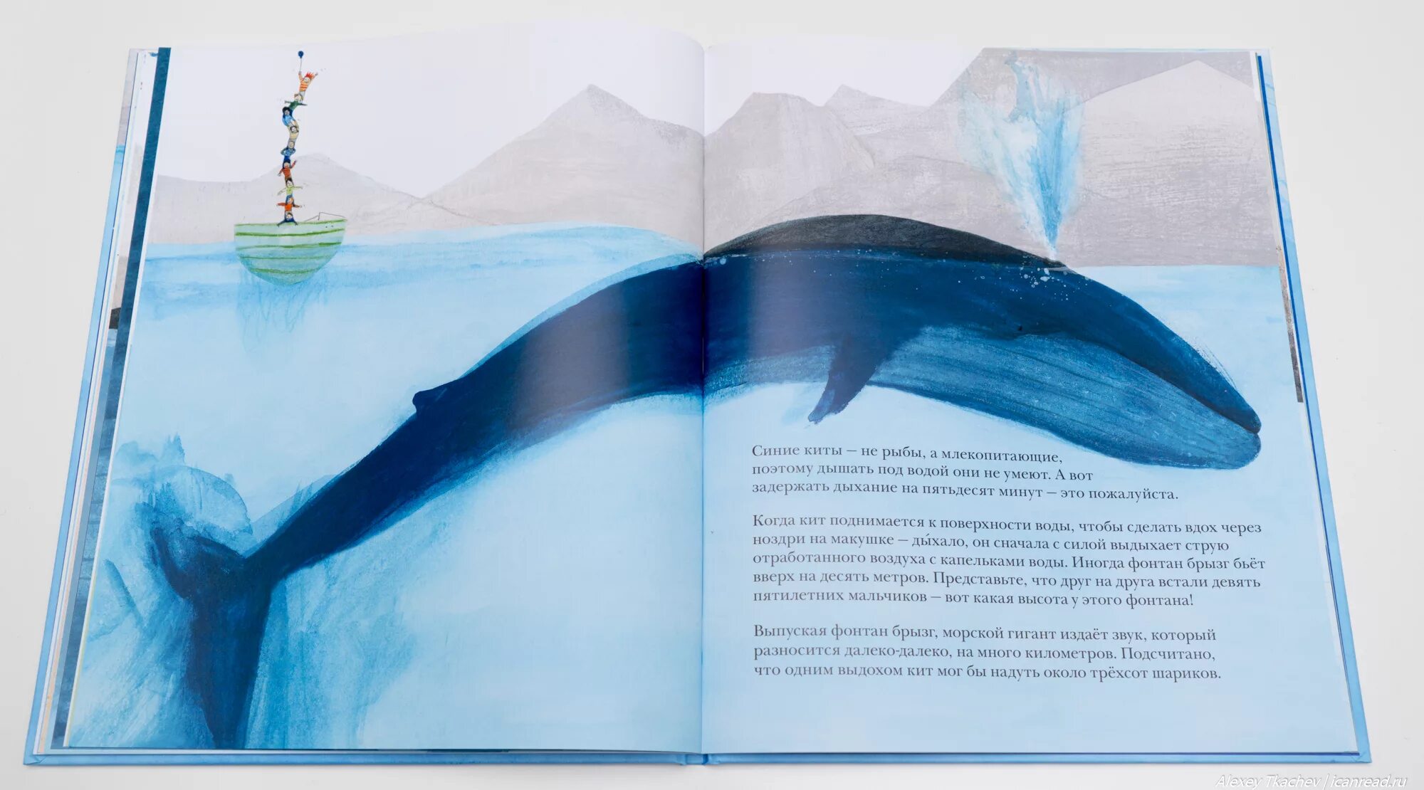 Кит личная жизнь. Дженни Десмонд «синий кит». Синий кит книга. Десмонд Дженни синий кит отзывы. Синий кит энциклопедия.